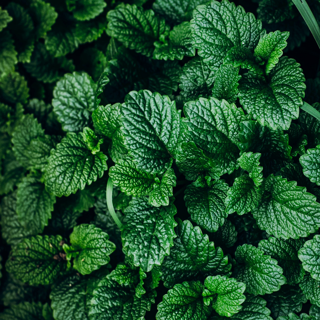 SMOOCH JUICE®️ Hydrating Lip Balm